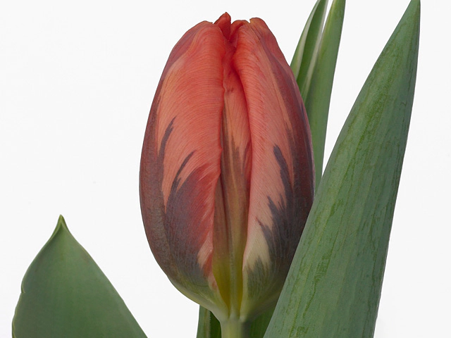 Тюльпан Триумф "Pink Irene"