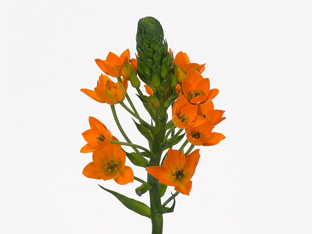 Ornithogalum dubium 'Orange Star 3'