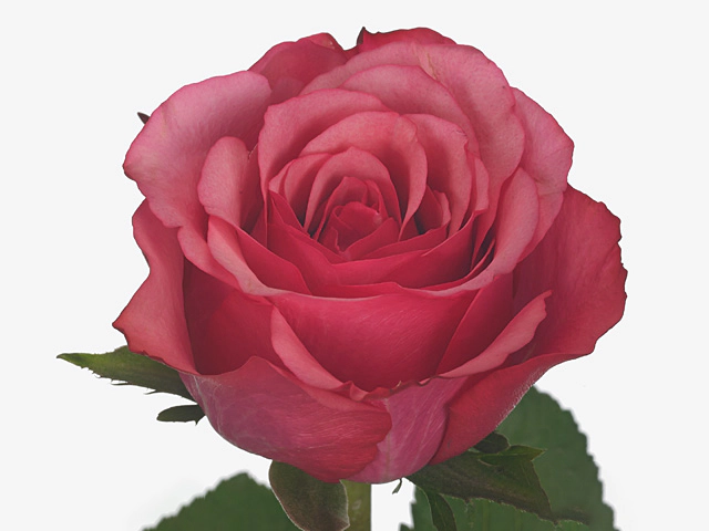 Роза крупноцветковая "Cherry Chill"