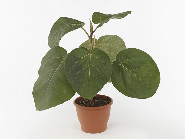 Ficus auriculata Everest