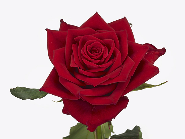 Роза крупноцветковая "Brillante"