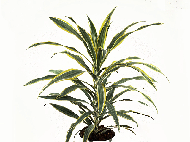 Dracaena fragrans (Deremensis Grp) Green Stripe