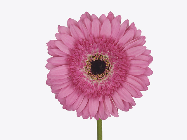 Gerbera large flowered 'Delina'