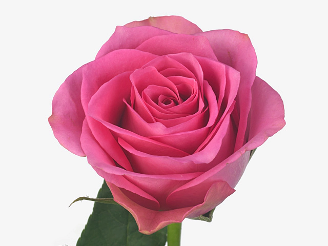 Роза крупноцветковая "Pop Star"