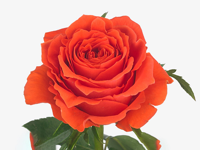 Роза крупноцветковая "Salsa"