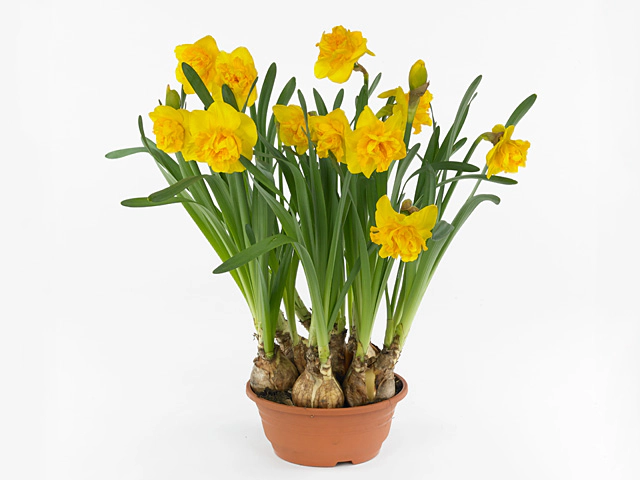 Narcissus (Double Grp) 'Raffles'