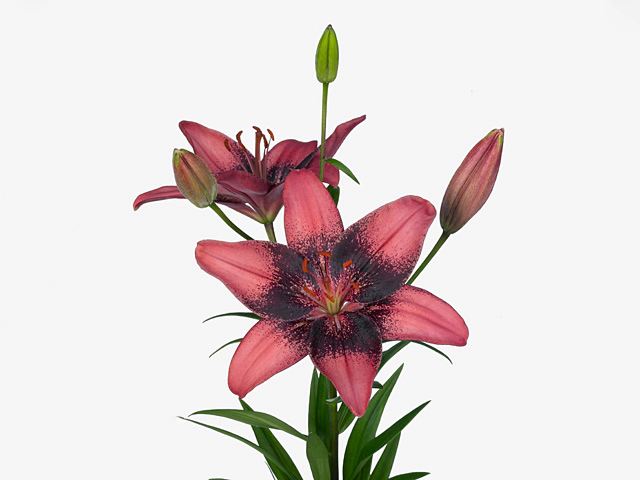 Lilium (Asiatic Grp) Lat Pink