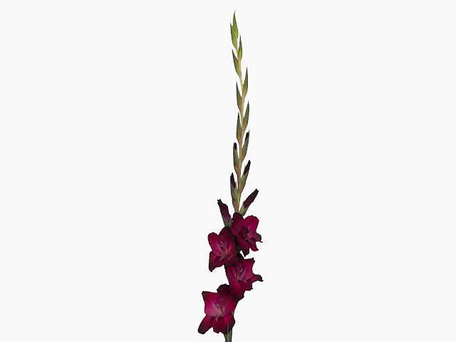 Гладиолус крупноцветковый "Tavira"