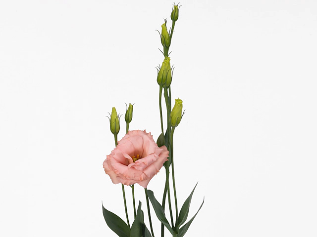 Eustoma russellianum double flowered 'Arena Apricot'