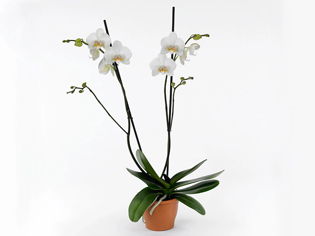 Phalaenopsis 'Edessa'