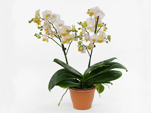 Phalaenopsis Multifloratypes Floriclone Spotlight