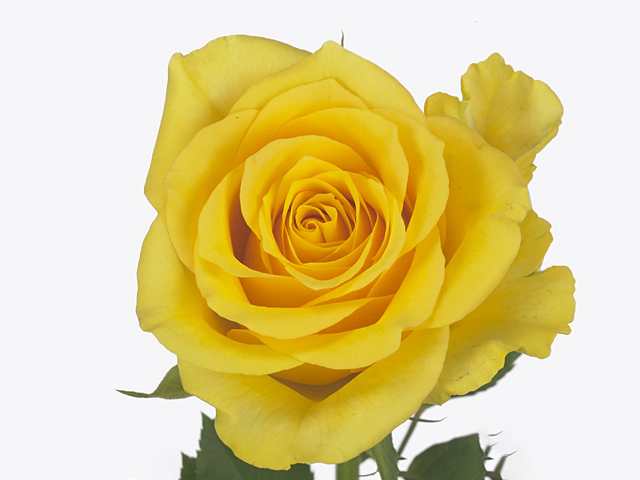 Роза крупноцветковая "Golden Bird"