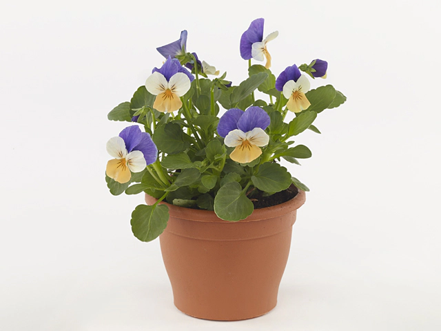 Viola (Cornuta Grp) Evo Mini F1 Peach Duet