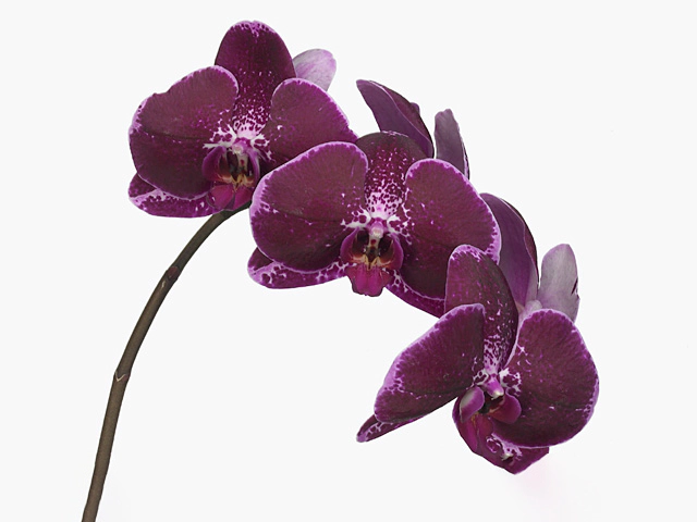 Phalaenopsis per flower Floriclone Lie-De-Vin