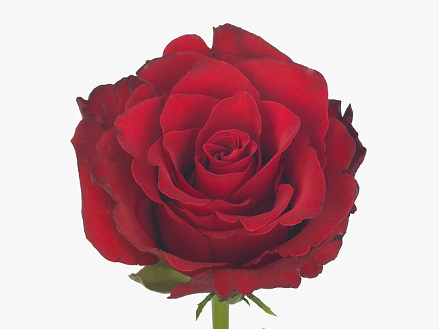 Роза крупноцветковая "Rebel"