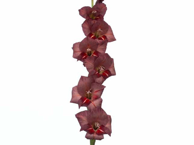 Gladiolus (Small-flowered Grp) Glamini Thomas