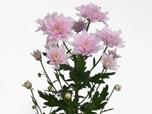 Chrysanthemum (Indicum Grp) spray Baltica Pink