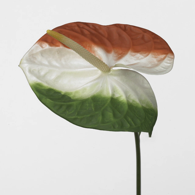 Антуриум Андре "Acropolis" colour treated Italian Flag H%