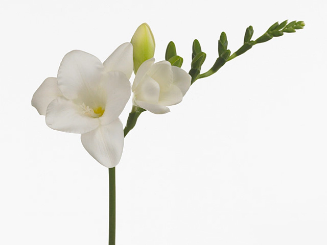 Freesia single flowered 'Speedy White'