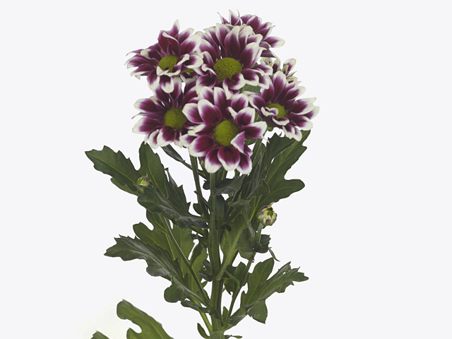 Chrysanthemum (Indicum Grp) spray santini Aaa Doppia