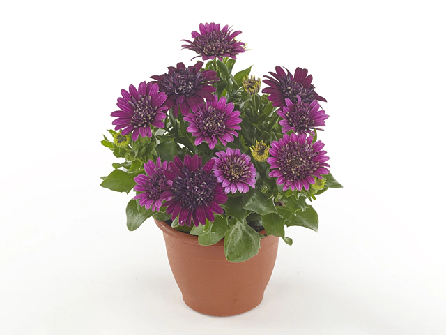 Остеоспермум "Cape Daisy Double Purple"