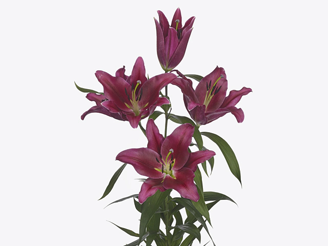 Lilium (OT-hybrids Grp) 'Borrello'