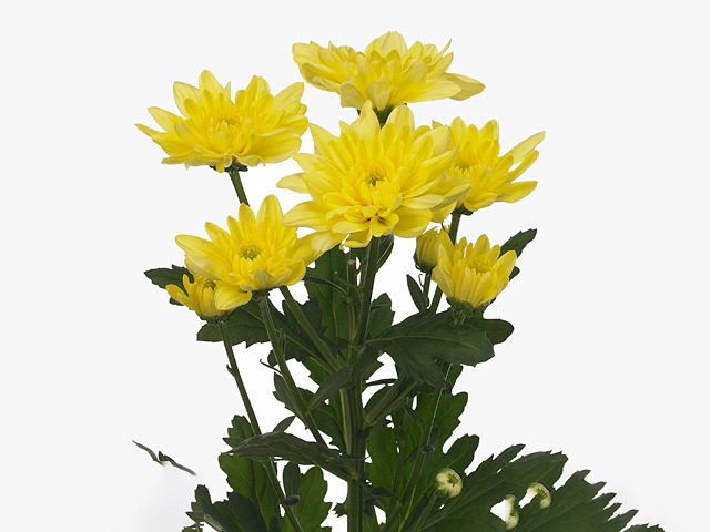 Chrysanthemum (Indicum Grp) spray Baltica Yellow
