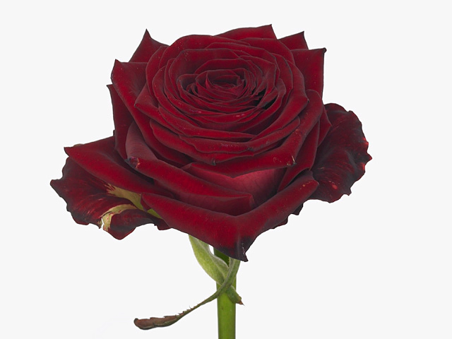 Роза крупноцветковая "F Ruby Red"