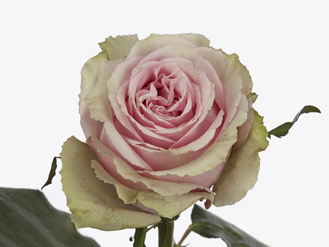 Роза крупноцветковая "Mysterious"