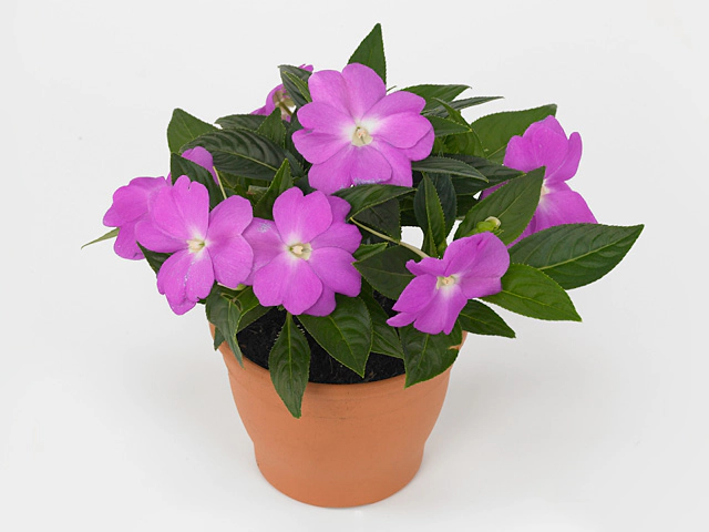 Impatiens (New Guinea Grp) Latina Lavender