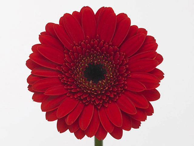 Гербера мини "Chalet"