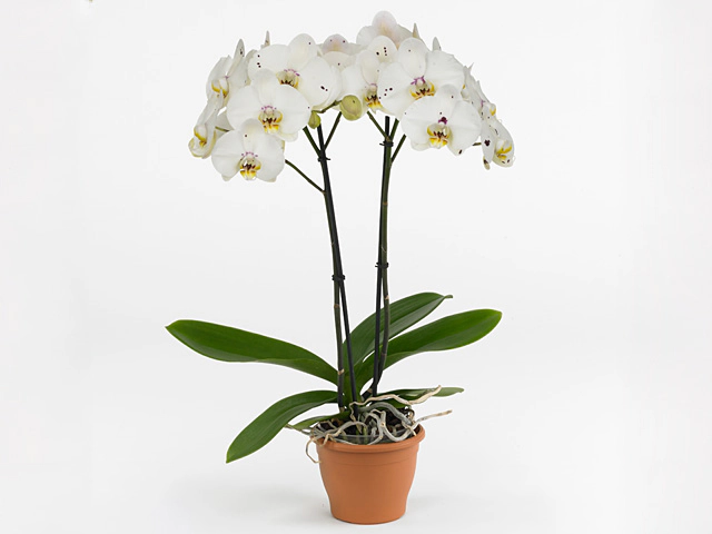 Phalaenopsis Anthura Lisboa