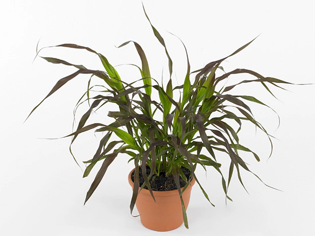 Pennisetum 'Burgundy Giant'