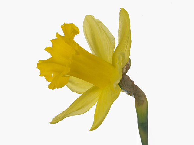 Narcissus (Trumpet Grp) 'Standard Value'