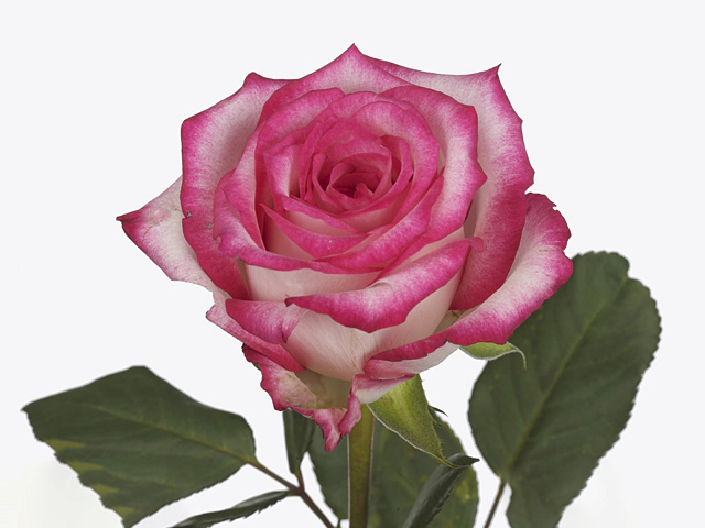 Роза крупноцветковая "Fluence"