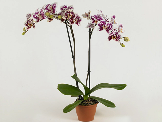 Phalaenopsis Anthura Marbella