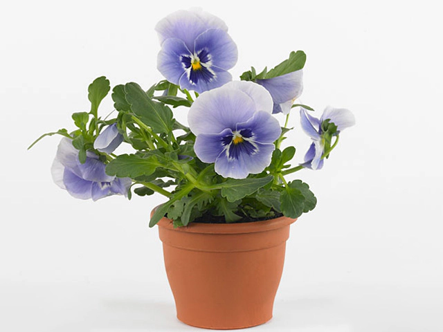 Viola (Wittrockiana Grp) Carneval F1 Special Marina