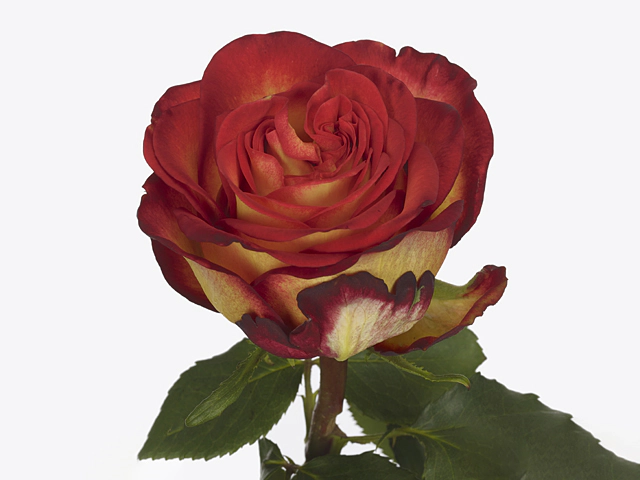 Роза крупноцветковая "Bogoria+"
