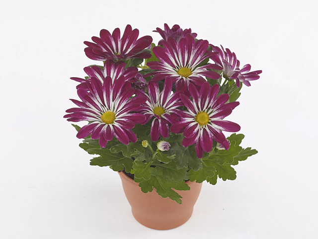 Chrysanthemum (Indicum Grp) Sia