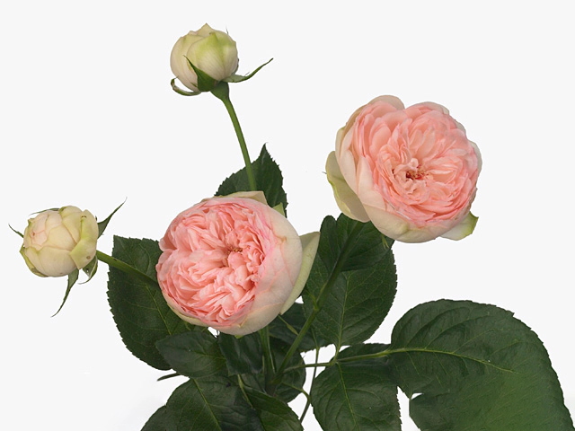 Роза спрей "Bridal Piano"