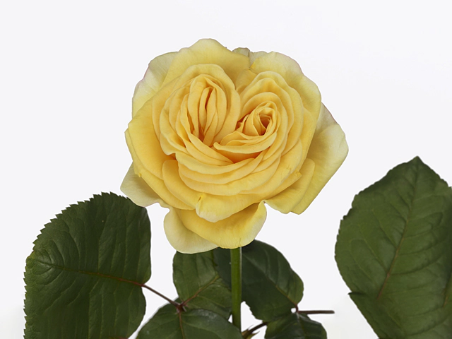 Роза крупноцветковая "Heliana Yellow+"