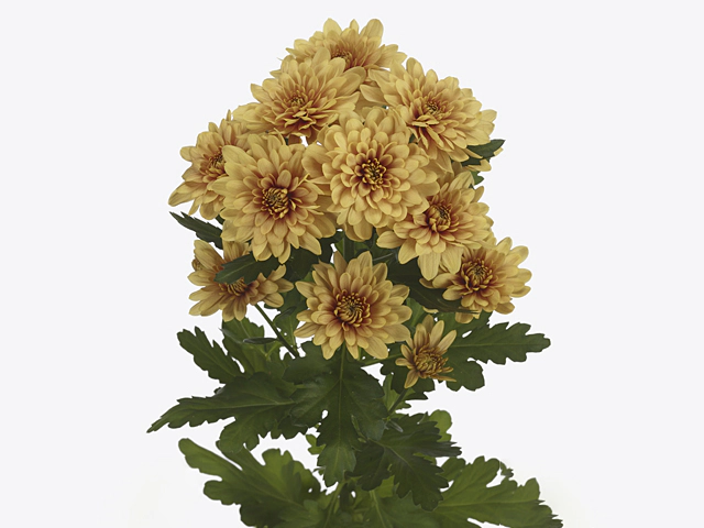 Chrysanthemum (Indicum Grp) spray Cantaloupe
