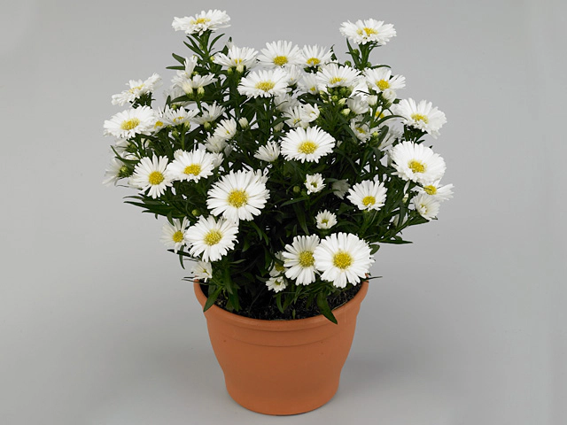 Aster (Novi-belgii Grp) Magic White