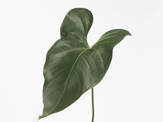 Anthurium (Andreanum Grp) Simba (leaf)