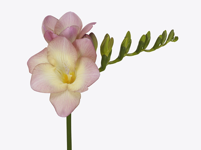 Freesia single flowered 'Salina'