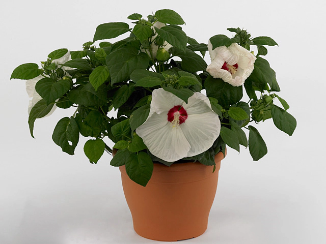 Hibiscus moscheutos Guido White Eye