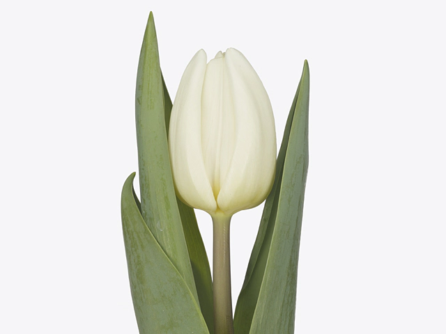 Tulipa (Triumph Grp) 'Alborz'
