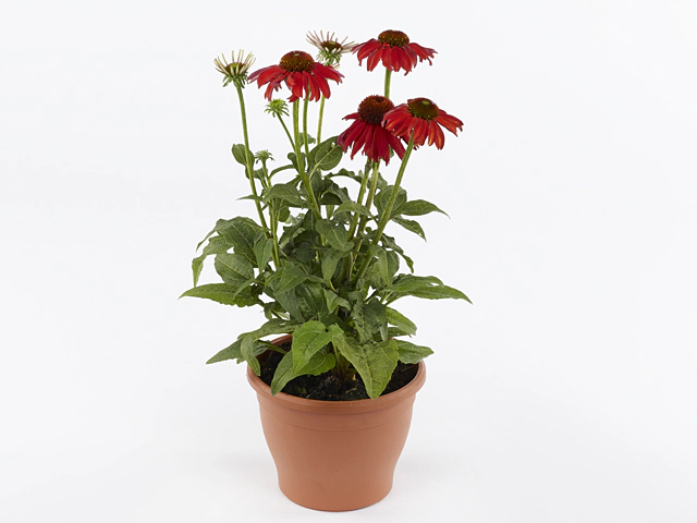 Echinacea Sombrero Salsa Red