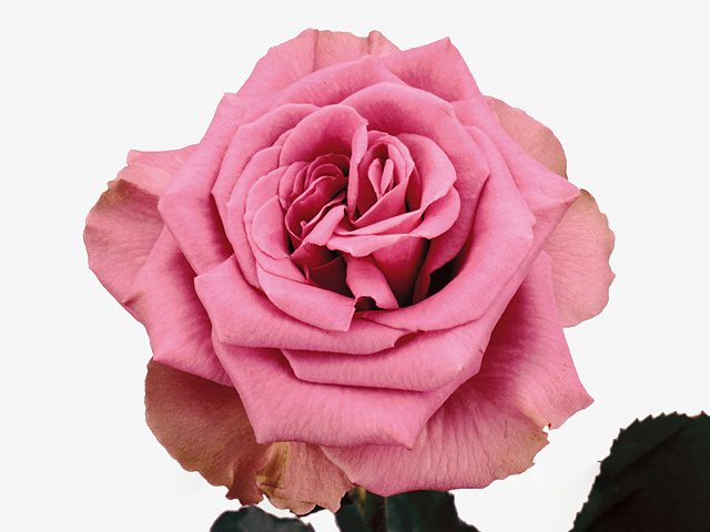 Роза крупноцветковая "Blue Curiosa"