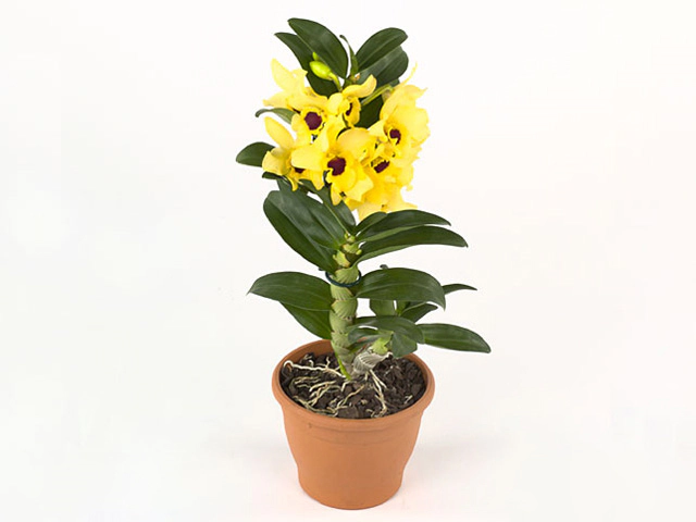 Dendrobium nobile Star Class Yellow